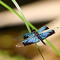 Rhyothemis resplendens (Jewel Flutterer)<br />Canon 7D + EF400 F5.6L